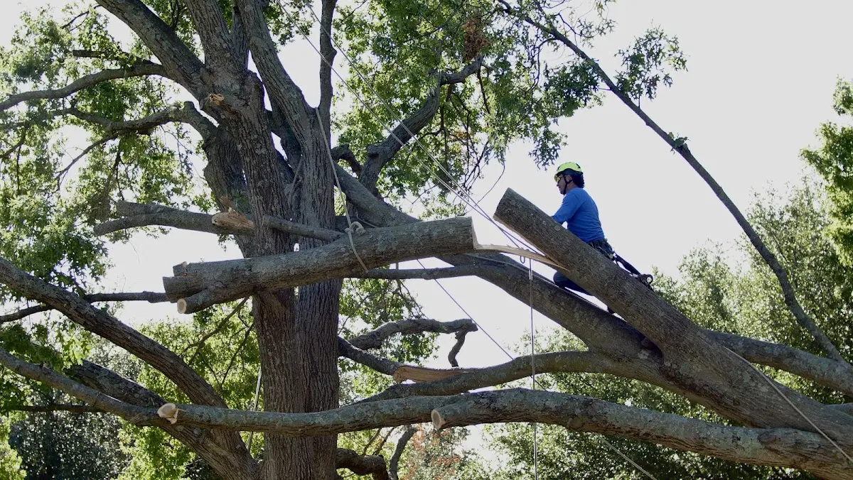Professional Crown Thinning performed by certified arborists in Warm Springs