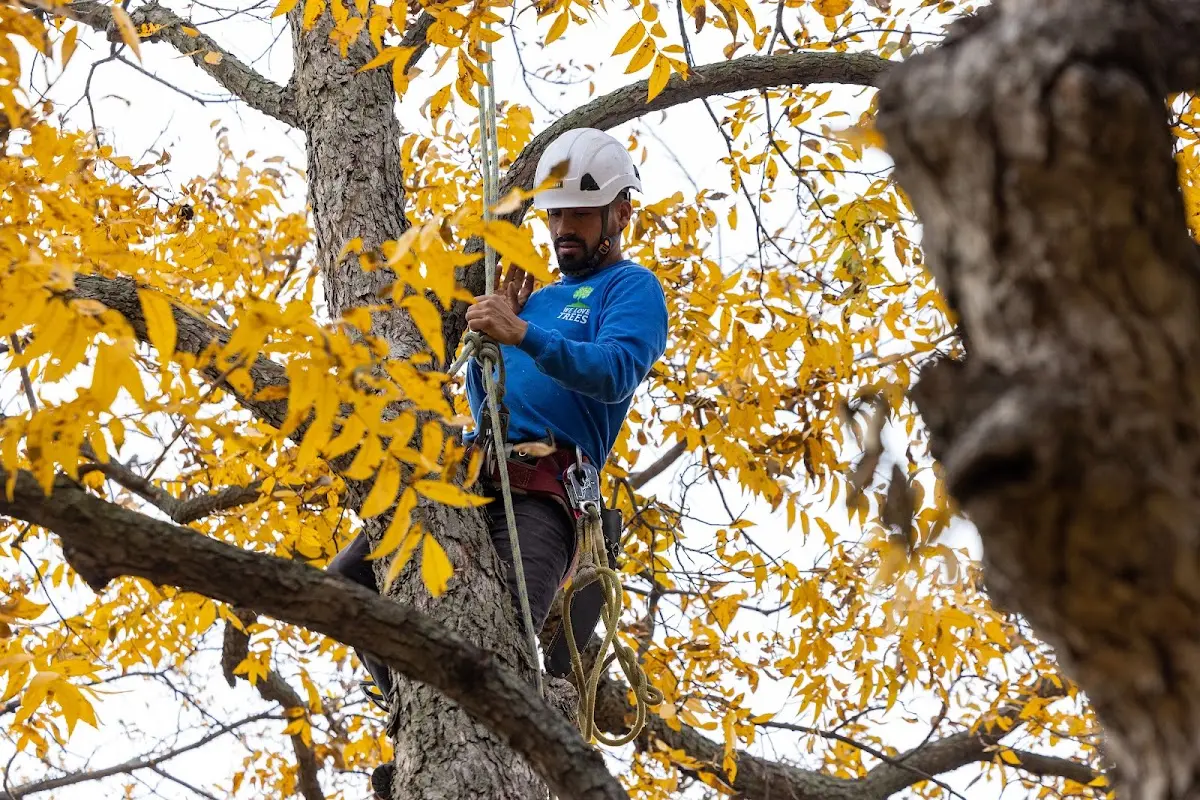 Skilled Tree Pruning crew working in Warm Springs